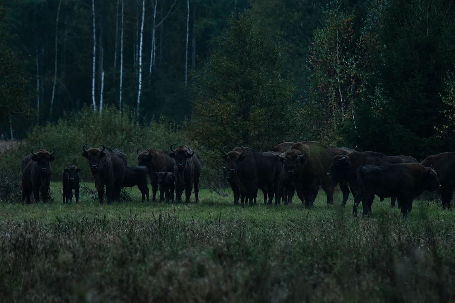 Bisons